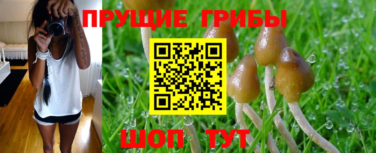 Галлюциногенные грибы MAGIC MUSHROOMS  Вход с VPN  Гурьевск 